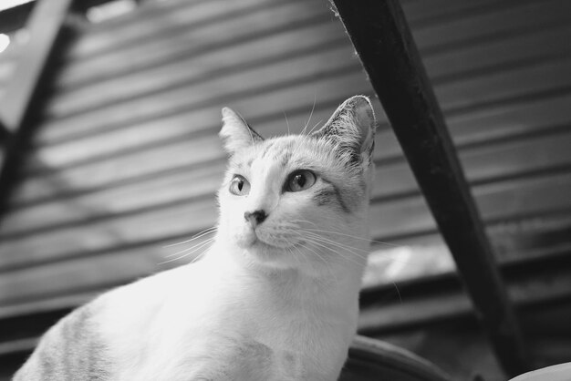 Foto retrato de un gato en primer plano