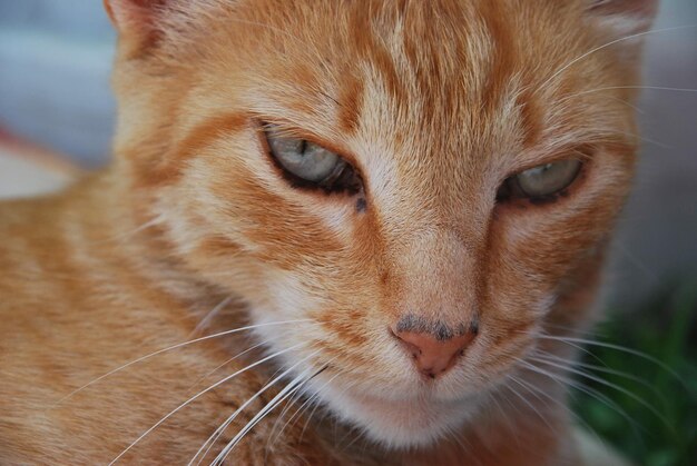 Retrato de un gato en primer plano