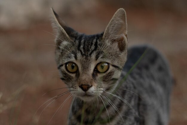 Foto retrato de un gato en primer plano