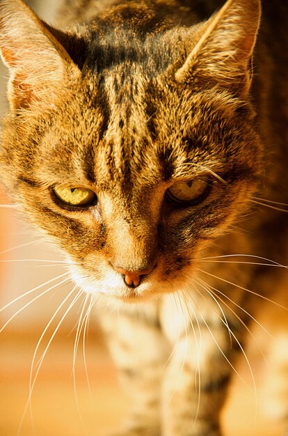 Foto retrato de un gato en primer plano