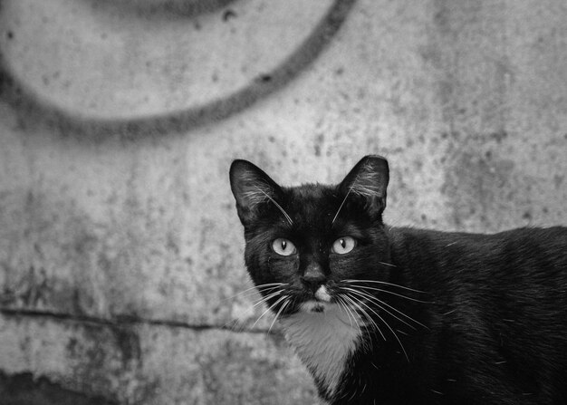 Retrato de un gato en primer plano