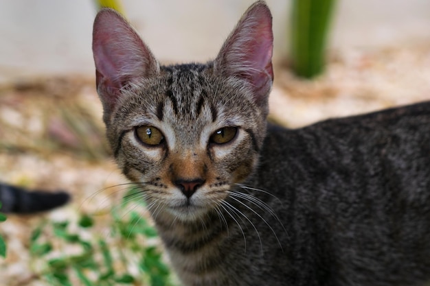 Foto retrato de un gato en primer plano