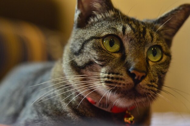 Foto retrato de un gato en primer plano