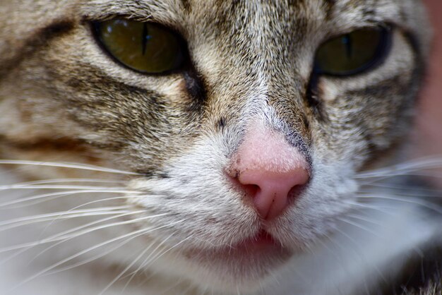 Foto retrato de un gato en primer plano