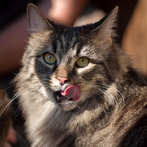 Foto retrato de un gato en primer plano