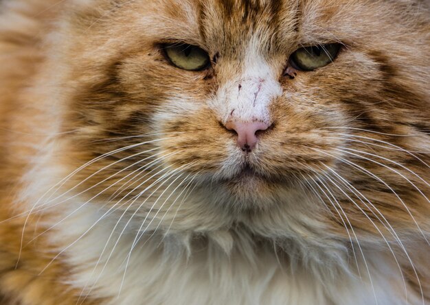 Foto retrato de un gato en primer plano