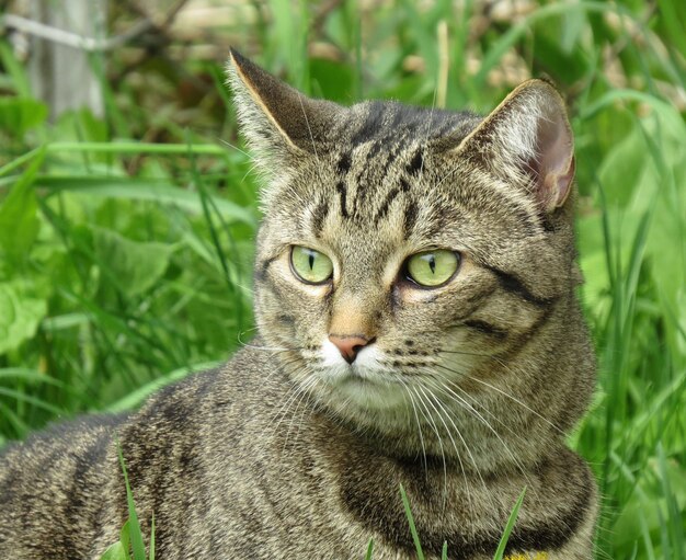 Retrato de un gato en primer plano