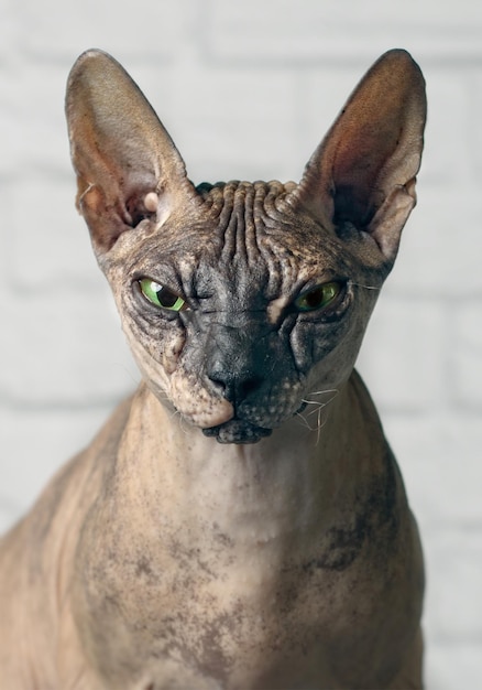 Retrato de un gato en primer plano