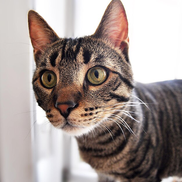 Retrato de un gato en primer plano