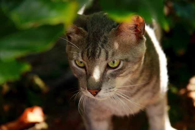 Foto retrato de un gato en primer plano