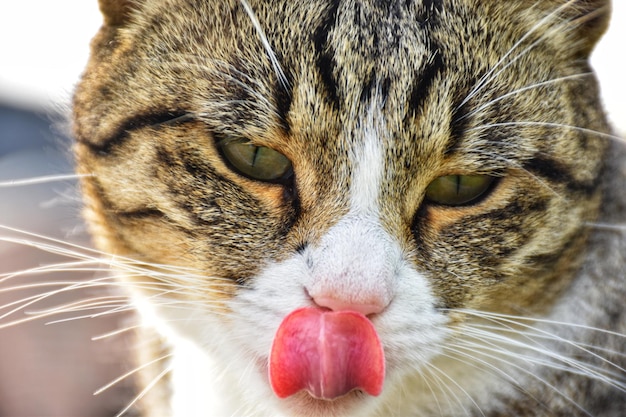 Foto retrato de un gato en primer plano