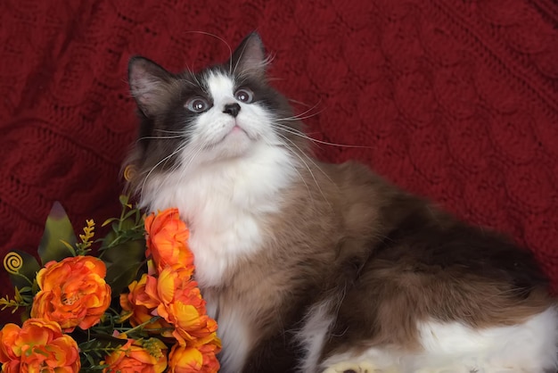 Foto retrato de un gato en primer plano