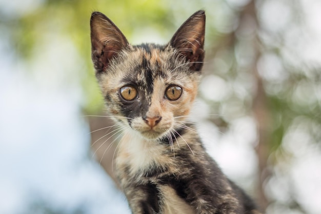 Foto retrato de un gato en primer plano