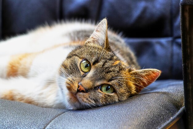 Retrato de un gato en primer plano