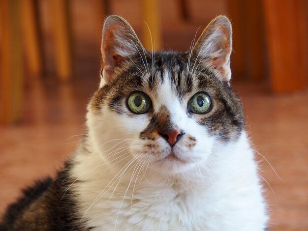 Foto retrato de un gato en primer plano