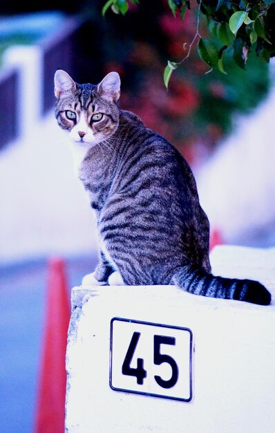 Foto retrato de un gato en primer plano