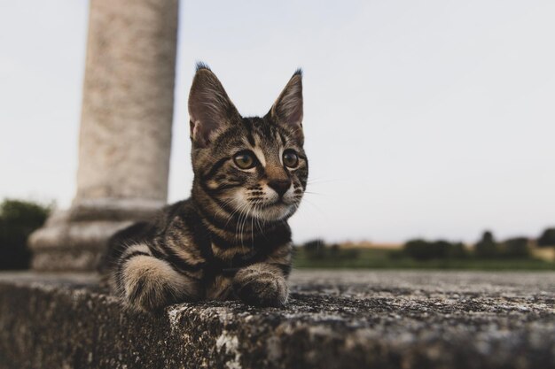 Foto retrato de un gato en primer plano