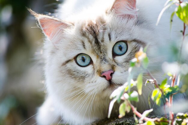 Retrato de un gato en primer plano