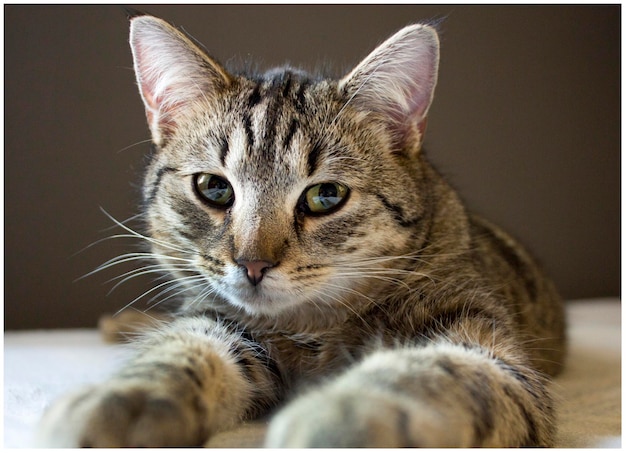 Foto retrato de un gato en primer plano