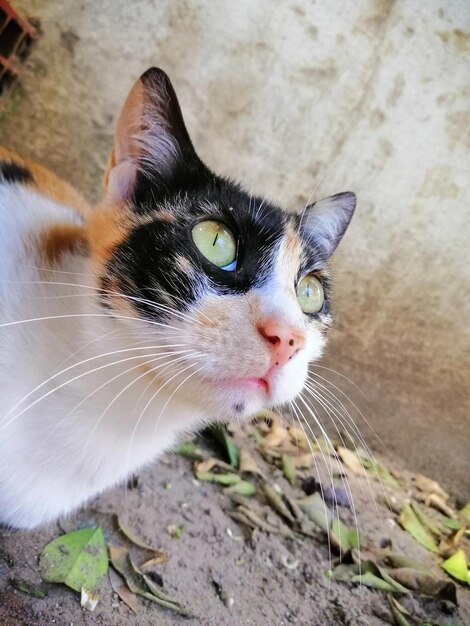 Foto retrato de un gato en primer plano