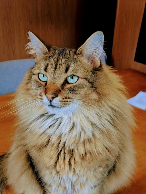 Foto retrato de un gato en primer plano