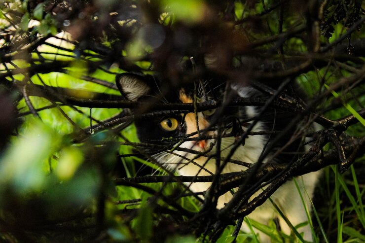 Foto retrato de un gato en primer plano