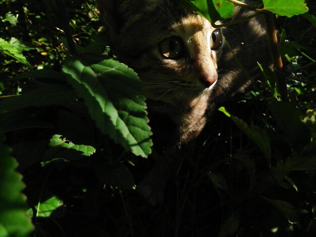 Foto retrato de un gato en primer plano