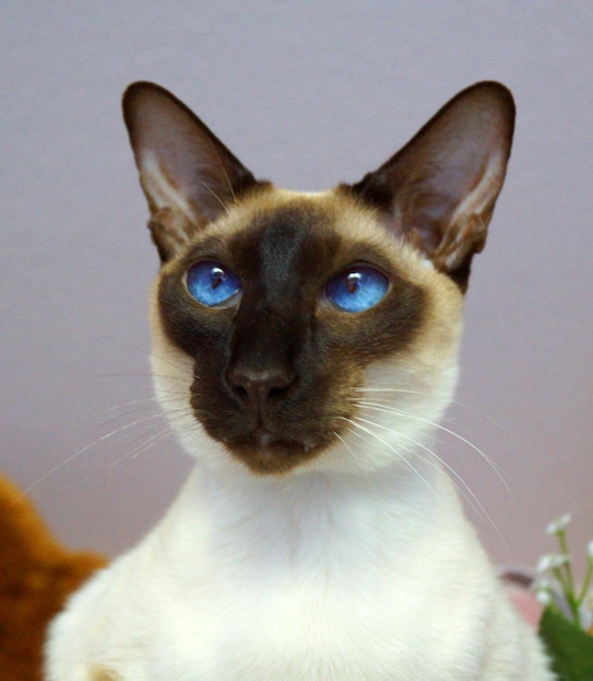 Foto retrato de un gato en primer plano