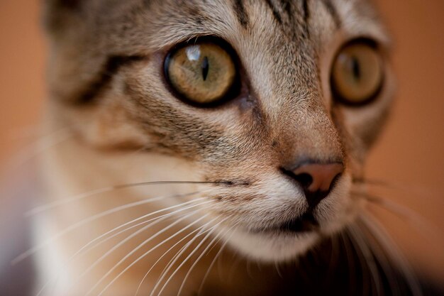 Foto retrato de un gato en primer plano