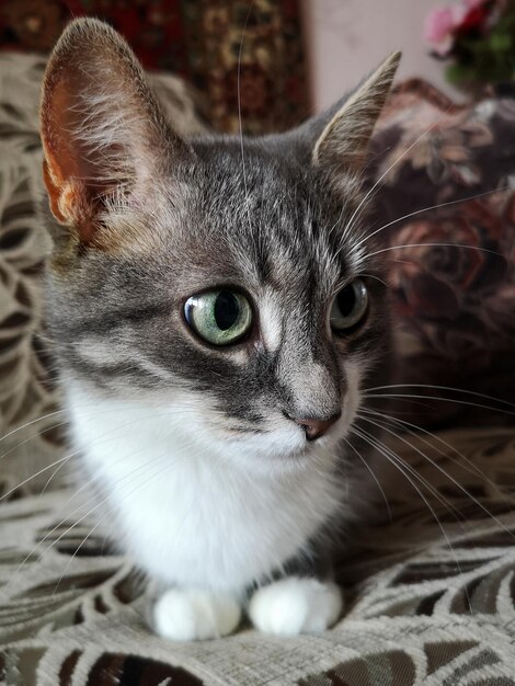 Foto retrato de un gato en primer plano