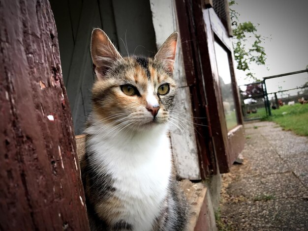 Retrato de un gato en primer plano