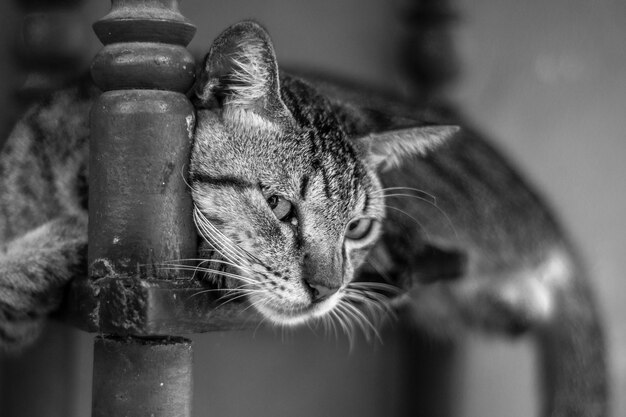 Foto retrato de un gato en primer plano