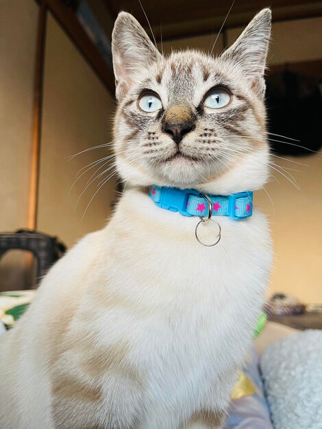 Foto retrato de un gato en primer plano