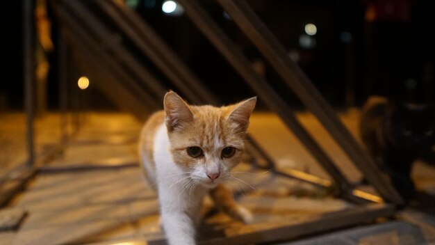 Retrato de un gato en primer plano