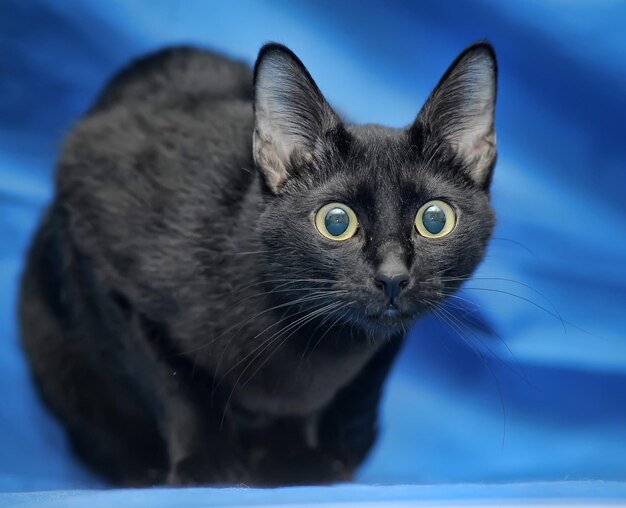 Foto retrato de un gato en primer plano