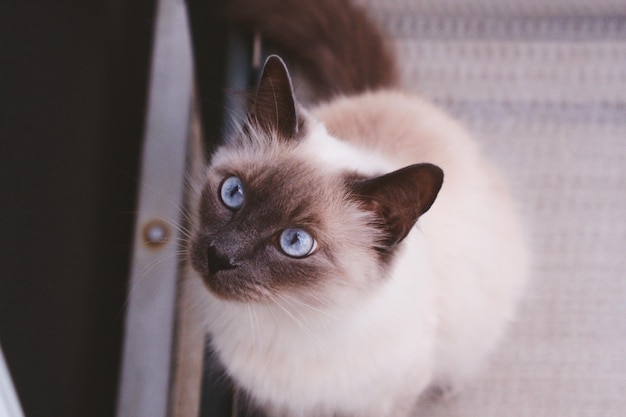 Retrato de un gato en primer plano