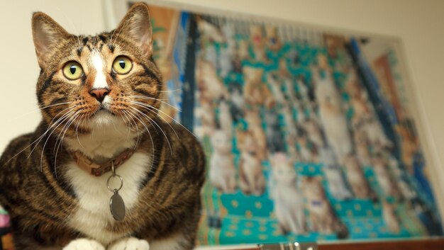 Foto retrato de un gato en primer plano