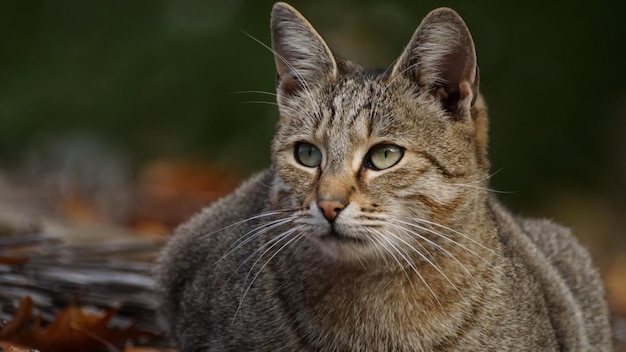 Retrato de un gato en primer plano