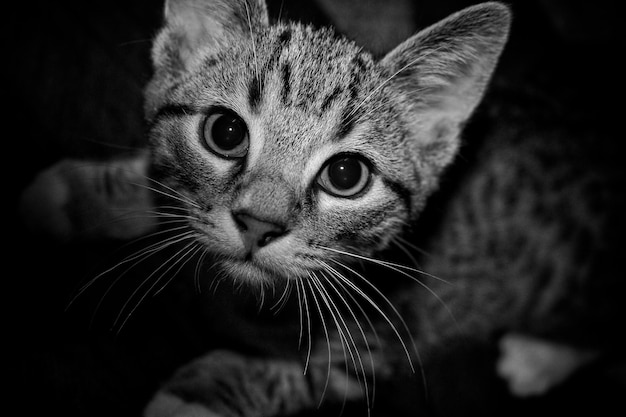 Foto retrato de un gato en primer plano