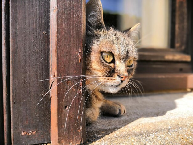 Foto retrato de un gato en primer plano