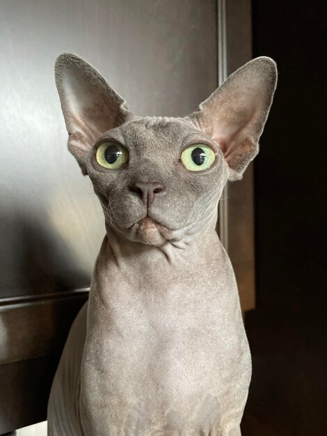 Foto retrato de un gato en primer plano