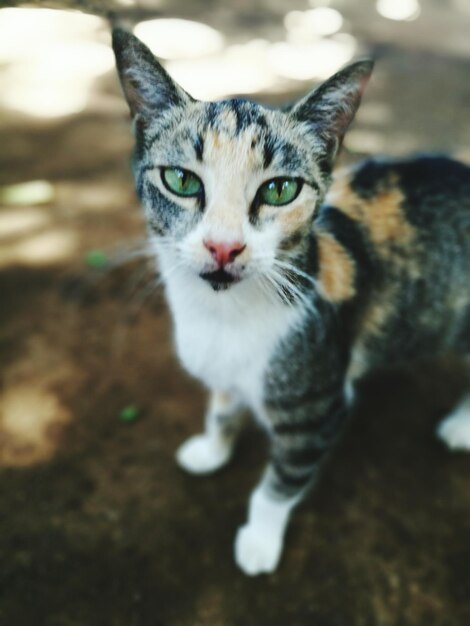 Foto retrato de un gato en primer plano