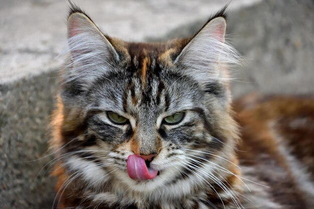 Foto retrato de un gato en primer plano