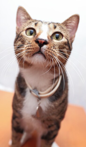 Foto retrato de un gato en primer plano