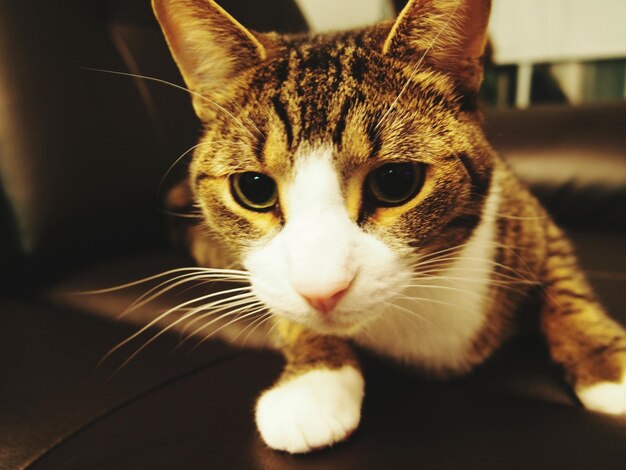 Foto retrato de un gato en primer plano