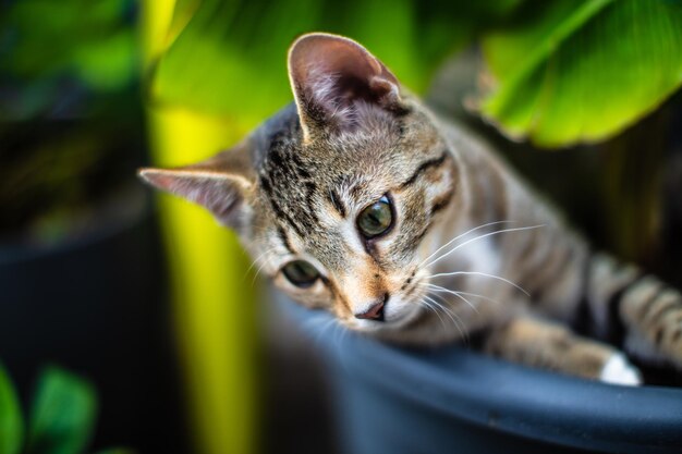 Foto retrato de un gato en primer plano