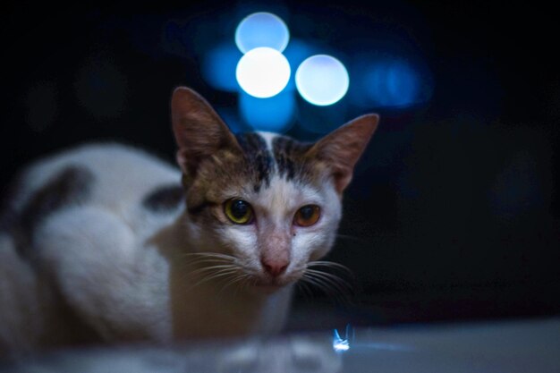 Foto retrato de un gato en primer plano