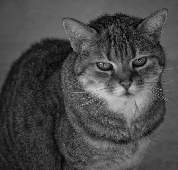 Foto retrato de un gato en primer plano