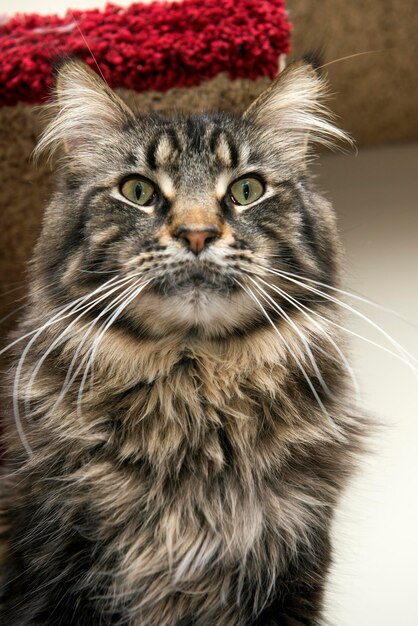 Foto retrato de un gato en primer plano