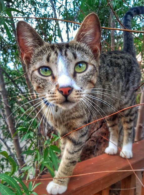 Foto retrato de un gato en primer plano